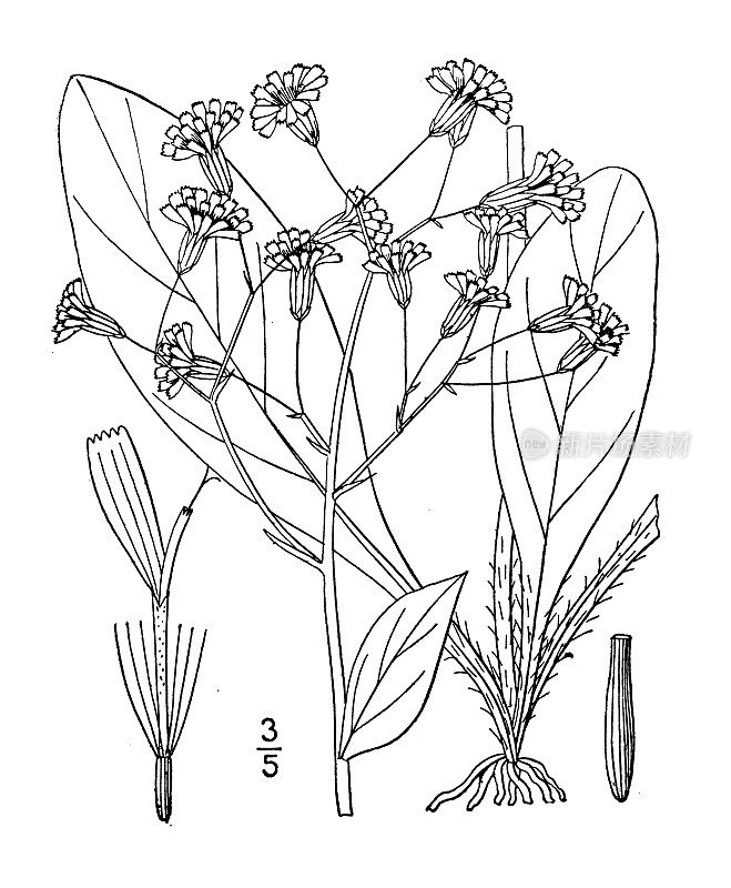 古植物学植物插图:Hieracium Marianum, Maryland山楂